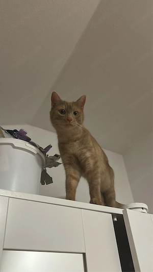 Kater Snowy sucht ein neues Zuhause