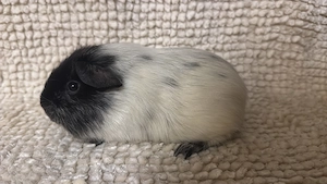 Rassemeerschweinchen aus Hobbyzucht 