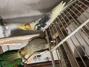 Schönes Nymphensittich-Pärchen zu verkaufen 