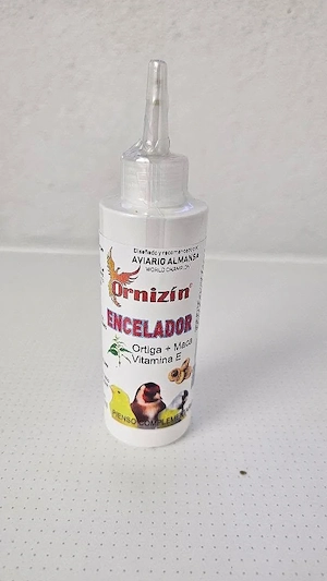 Stieglitz Paarungsbereitschaft