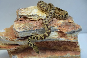 Bullennatter (Pituophis canifer sayi)