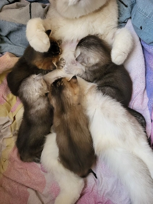 BKH-Bengal Mix Kitten