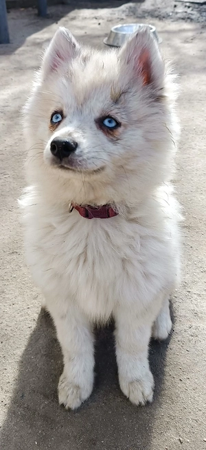 Pomsky Hündin sucht noch