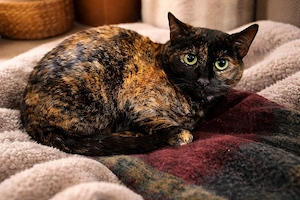 Marleen sucht ihr Für-immer-Zuhause (Wohnungskatze, mit viel Herz)