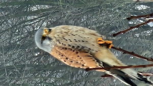  Zwischen Leidenschaft und Leichtigkeit   Lust auf mehr? 