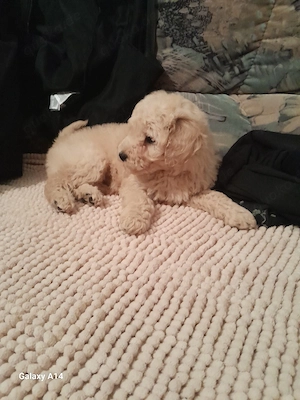 Weibchen toy Pudel Apricot Farbe 