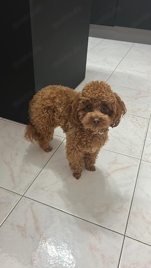 Weibchen Mimi toy Pudel    Apricot Farbe 