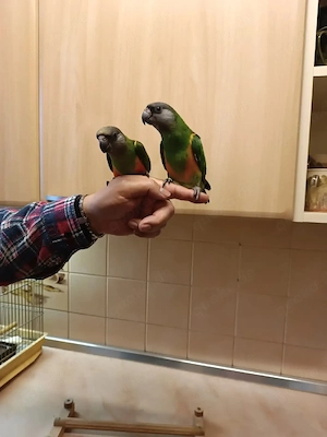 Mohrenkopfpapageien handzahm 