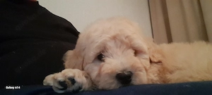 Weibchen toy Pudel Apricot Farbe 