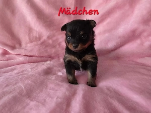 Chihuahua-Welpen suchen liebevolles zu Hause (chihuahawelpe gmail com)