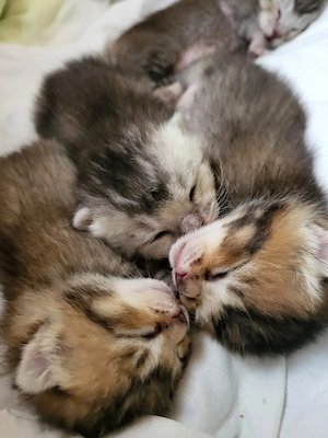 BKH-Bengal Mix Kitten Bild 5