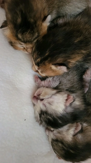 BKH-Bengal Mix Kitten Bild 6