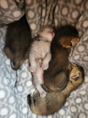 BKH-Bengal Mix Kitten Bild 4