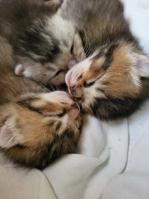 BKH-Bengal Mix Kitten Bild 7