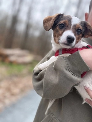  Jack Russell Terrier
