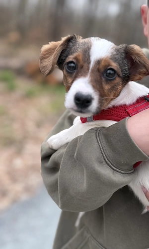 Jack Russell Terrier