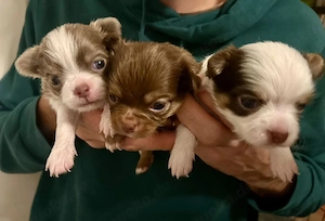 Chihuahua Langhaar Rüde Welpe aus kontrollierter Zucht