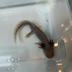 Axolotl zur Abgabe Bereit (Beschreibung lesen !!)