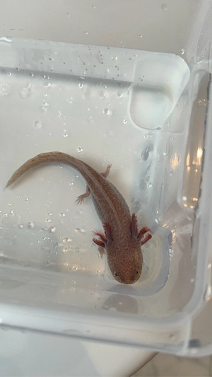 Axolotl zur Abgabe Bereit (Beschreibung lesen!!)