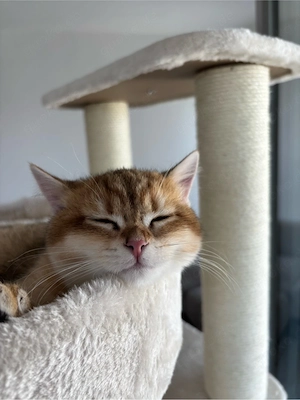 Golden Shaded Bkh Katze