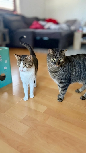 Zwei liebevolle EKH Katzen suchen neues Zuhause 