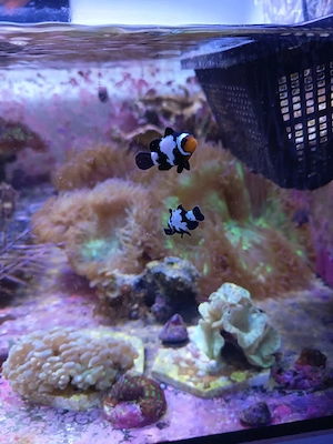 Black Snowflake Designer Clownfisch paar Meerwasser 