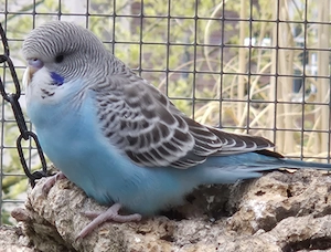 Junge Wellensittiche 