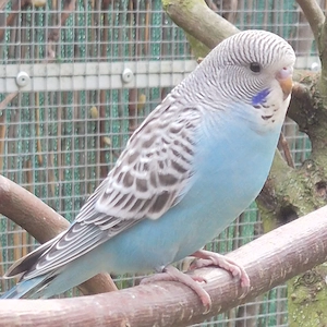 Junge Wellensittiche 