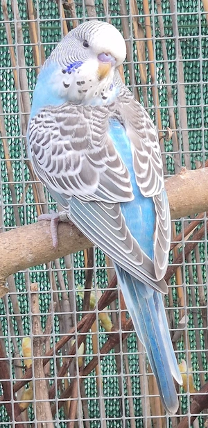 Junge Wellensittiche 