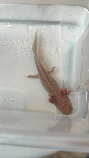 Axolotl zur Abgabe Bereit (Beschreibung lesen und ebenfalls kein versand!!)