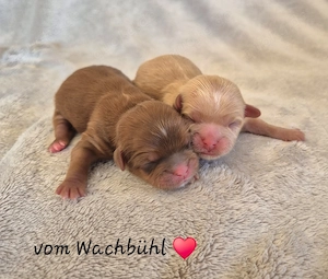 Wunderschöne Shih Tzu Welpen mit Ahnentafel 