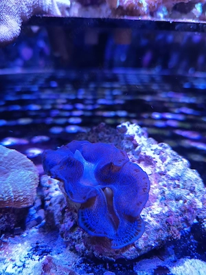 Tridacna maxima Meerwasser 