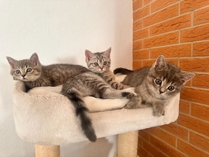    Süße Kitten   2 Weibchen und 1 Männchen suchen ein neues Zuhause