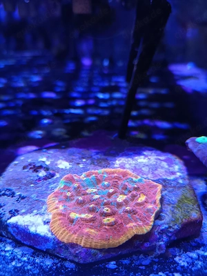 Rainbow fuego Chalice auf 11cm platte meerwasser 