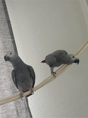 2 Graupapageien zu verkaufen
