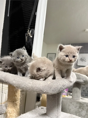 Wunderschöne Kitten abzugeben Siamese Mix BKH Langhaar 