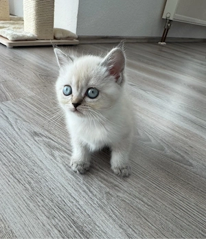 Unser süßes Britisch Kurzhaar (BKH) Kitten sucht ein liebevolles neues Zuhause!