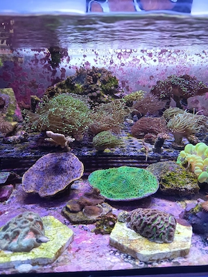 Euphylyia, Catalaphylia, Blasenkorallen... Meerwasser 