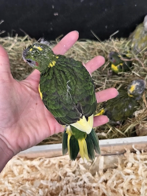 2 Ziegensittich Jungtiere 