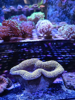 Goldene Lobophylia Meerwasser 