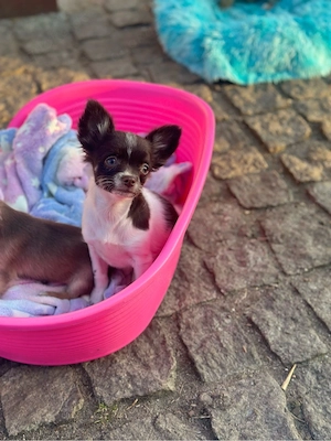 Chihuahua männlich FCI-Dokumente