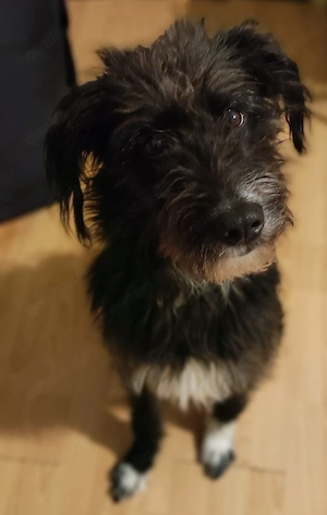 13 monate Alter großer Schnauzer Mix Rüde sucht