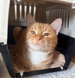 Katzen Paar sucht SCHNELL ein Zuhause