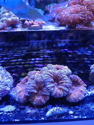 Lobophylia Orange Meerwasser 