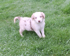 reinrassiger Border Collie Welpe