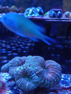 Lobophylia Grün Orange Meerwasser 