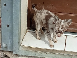 Langhaar Chihuahua,,Welpe Rüde " Bild 3