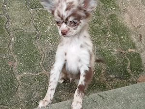 Langhaar Chihuahua,,Welpe Rüde " Bild 2