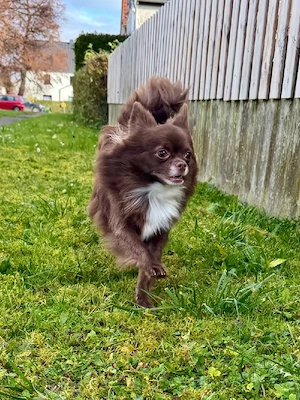 Langhaar Chihuahua,,Welpe Rüde " Bild 4