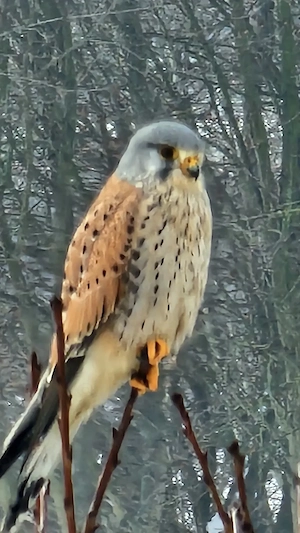  Zwischen Leidenschaft und Leichtigkeit   Lust auf mehr? 